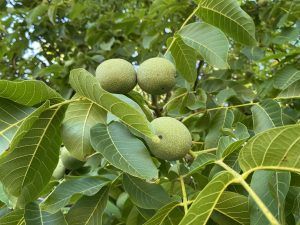 Nogal cargado de nueces, integrantes de la dieta mediterránea, como fruto seco