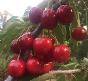 Efecto antidiabético de la dieta mediterránea: las cerezas , fruta propia de tal dieta.