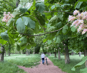 Prevención cáncer de próstata con ejercicio físico: caminar por un bosque de castaños