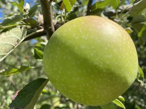 Prevención de cáncer de colon con dieta mediterránea: La manzana es una fruta distintiva de la dieta mediterránea
